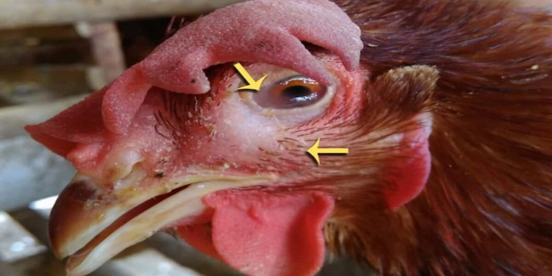 Giới thiệu về bệnh sưng phù đầu ở gà