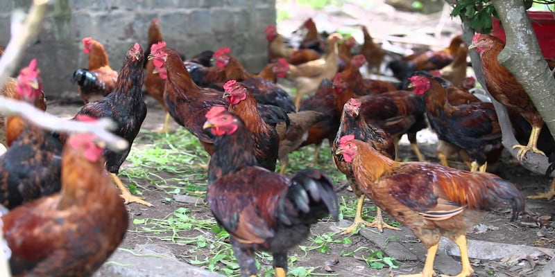 Chăm sóc tốt và chuồng nuôi thoáng mát là một yếu tố rất quan trọng để giúp gà khỏi bệnh 